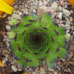 Sempervivum Seerosenstern Rojnik