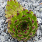 Sempervivum Seerosenstern Rojnik