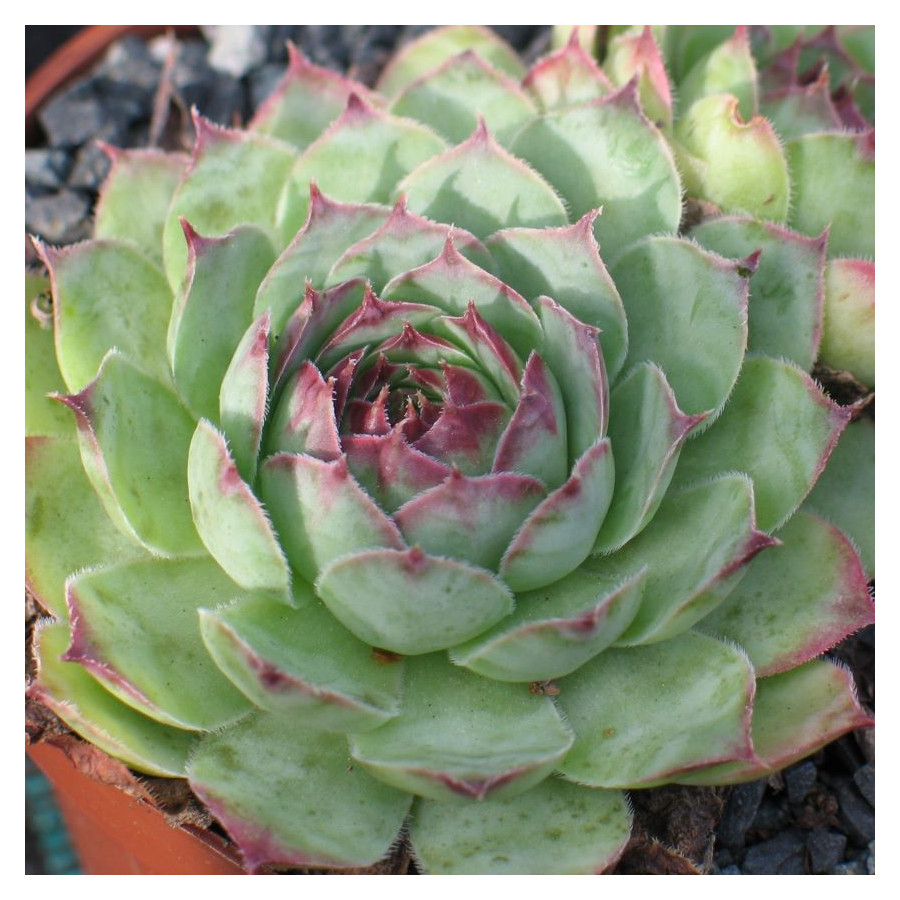 Sempervivum Seerosenstern Rojnik