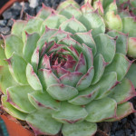 Sempervivum Seerosenstern...