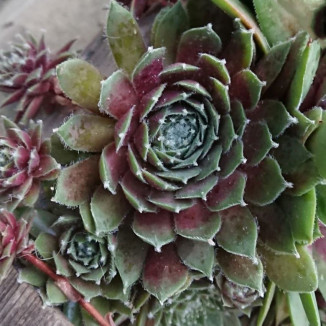 Sempervivum Sea Foam Rojnik