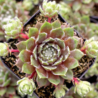 Sempervivum Sea Foam Rojnik