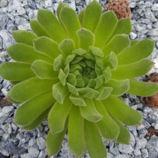 Sempervivum Sea Anemone Rojnik