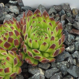 Sempervivum Sea Anemone Rojnik