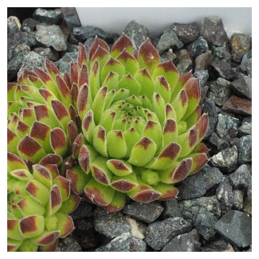 Sempervivum Sea Anemone Rojnik