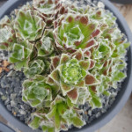 Sempervivum Schwarze Witwe...