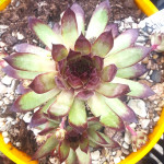 Sempervivum Schwarz Rot Rojnik