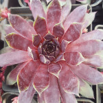 Sempervivum Schock Waves...