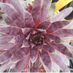 Sempervivum Schock Waves Rojnik