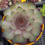 Sempervivum Schnucki Rojnik