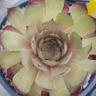 Sempervivum Schnucki Rojnik