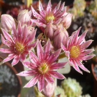 Sempervivum Sarotte Rojnik