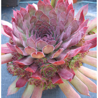 Sempervivum Sardonyx Rojnik