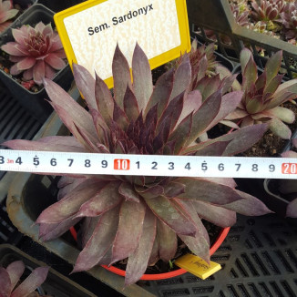 Sempervivum Sardonyx Rojnik