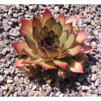 Sempervivum Sappihira Rojnik