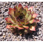 Sempervivum Sappihira Rojnik