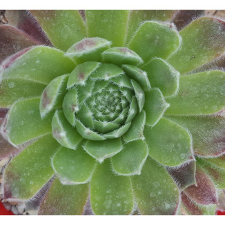 Sempervivum Sappihira Rojnik