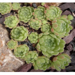 Sempervivum Samtteddy Rojnik