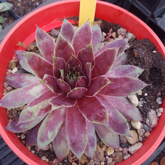 Sempervivum Samoa Rojnik