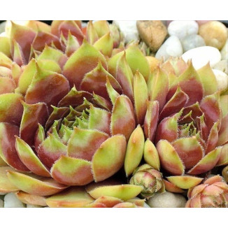 Sempervivum Samoa Rojnik