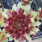 Sempervivum Samandhi Rojnik