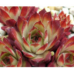 Sempervivum Salamo Rojnik