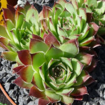 Sempervivum Rotkappchen Rojnik