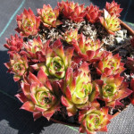 Sempervivum Rotkappchen Rojnik