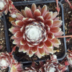 Sempervivum Roter Cristall