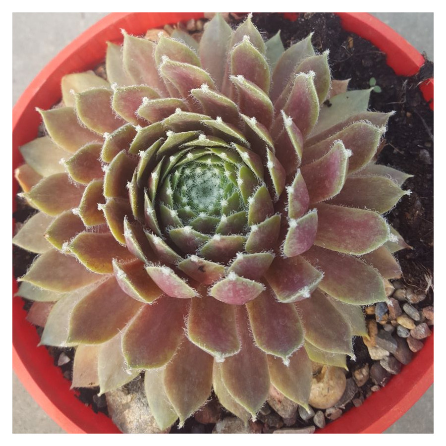 Sempervivum Roter Edelstein Rojnik