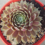 Sempervivum Roter Edelstein Rojnik