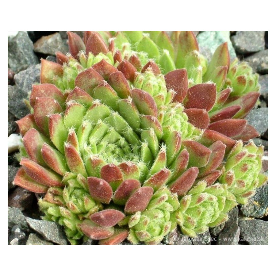 Sempervivum Rote Fee Rojnik