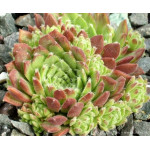 Sempervivum Rote Fee Rojnik