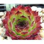 Sempervivum Rosty Rojnik