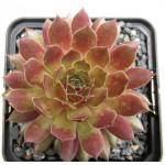 Sempervivum Rose Quartz Rojnik