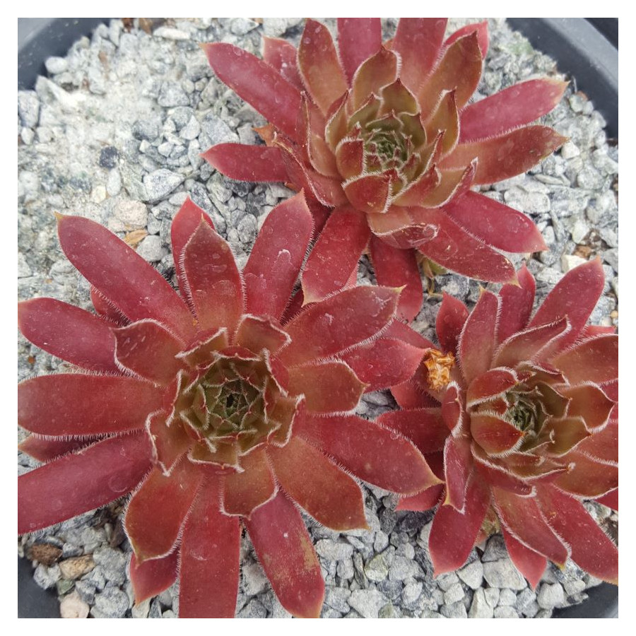 Sempervivum Rose Quartz Rojnik