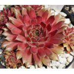 Sempervivum Rose Quartz Rojnik