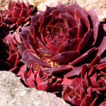 Sempervivum Rose Parade Rojnik