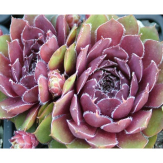 Sempervivum Ronsdorfer Hybide Rojnik