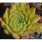 Sempervivum Ronny Rojnik