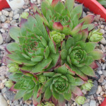 Sempervivum Rollin's Tones...