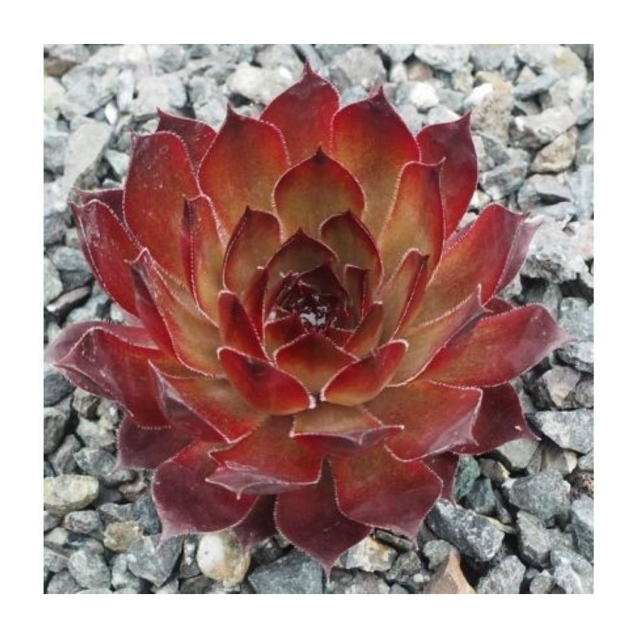 Sempervivum Rock Bronze Rojnik