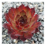 Sempervivum Rock Bronze Rojnik