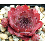 Sempervivum Rich and Fruity Rojnik