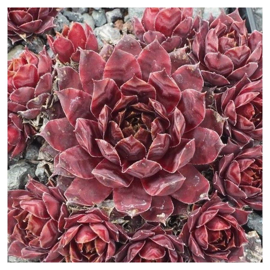 Sempervivum Rich and Fruity Rojnik