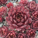 Sempervivum Rich and Fruity...