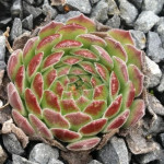 Sempervivum Regis-Fernandii...