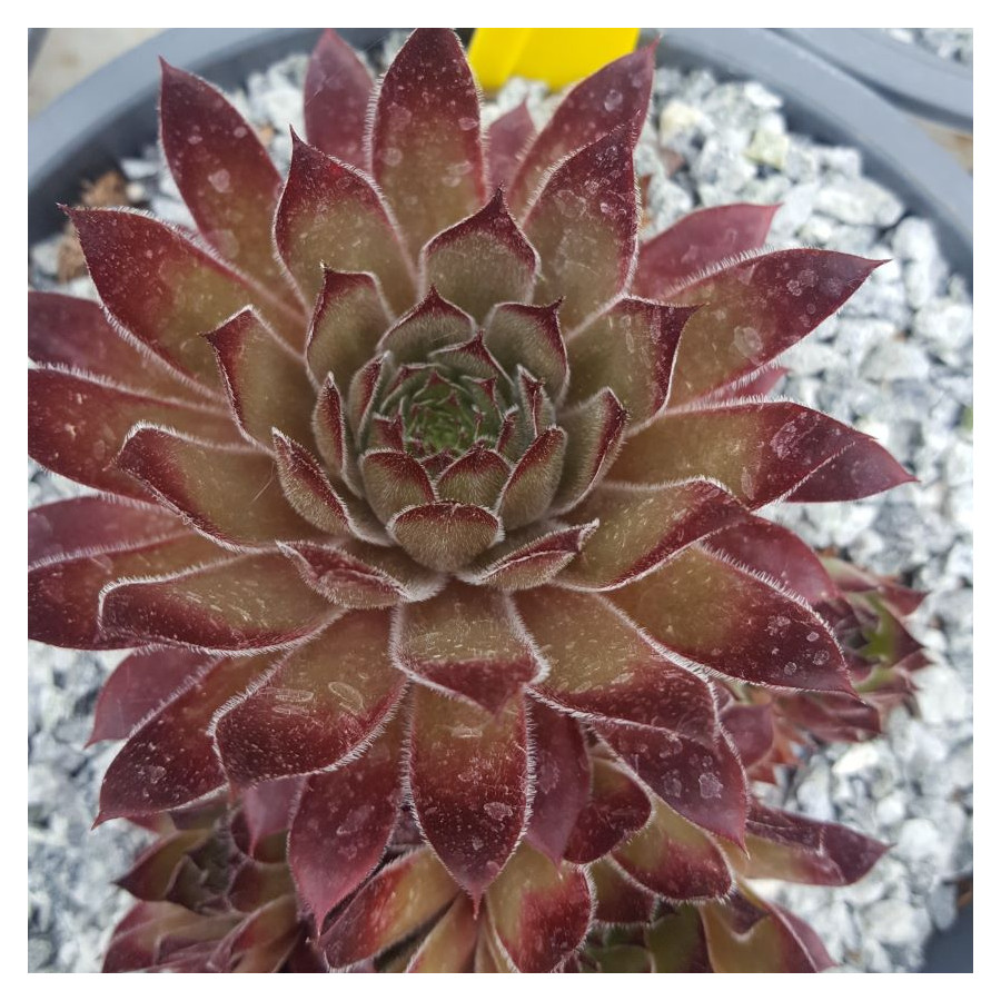 Sempervivum regenbogen Rojnik