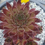 Sempervivum Regenbogen Rojnik