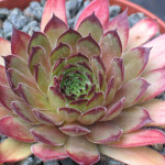 Sempervivum regenbogen Rojnik